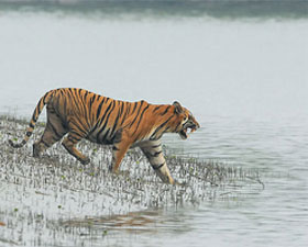 সম্ভাব্য তালিকায় জায়গা পেলনা সুন্দরবন