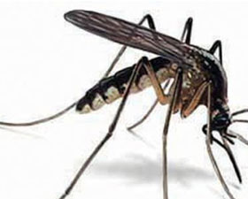 অজানা জ্বরের আতঙ্ক