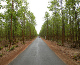 মাও-যৌথবাহিনী সংঘর্ষ