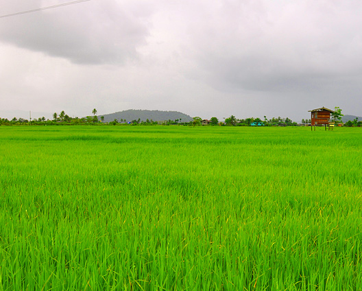 মাঠেই খুন সিপিআইএম নেতা, অভিযুক্ত তৃণমূল