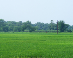 সিপিআইএম নেতার খুনের প্রতিবাদে আজ ১২ ঘণ্টার কেশিয়ারি বন্ধ