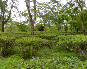 বন্ধের ডাক আদিবাসী বিকাশ পরিষদের