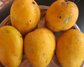 রাজ্যে আমের ফলন নিয়ে মাথায় হাত চাষিদের