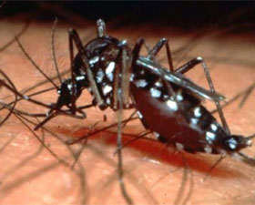 ডেঙ্গিতে আক্রান্ত বিধাননগর