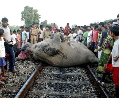 হাতি মৃত্যু ঠেকাতে রেলে ছুটবে ৫০ কিমি বেগে