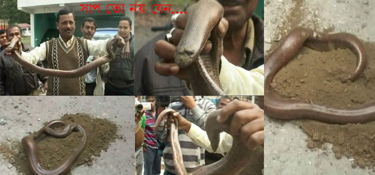শিলিগুড়িতে মিলল বিলুপ্ত প্রজাতির সাপ `রেড স্যান্ড বোয়া`