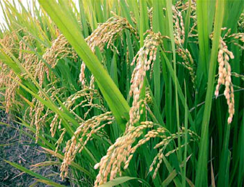 কমতে পারে মোট জাতীয় উৎপাদন