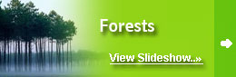 Forest Around the World